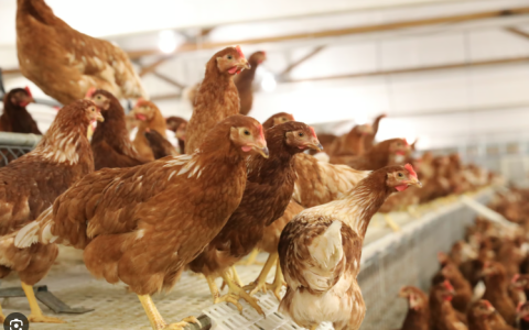 Taiwan Poultry Market : Trends, Challenges, and Opportunities